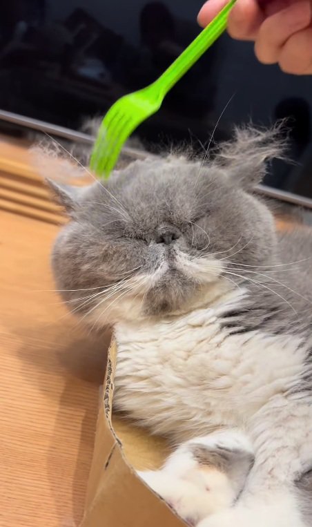 くつろぐ猫