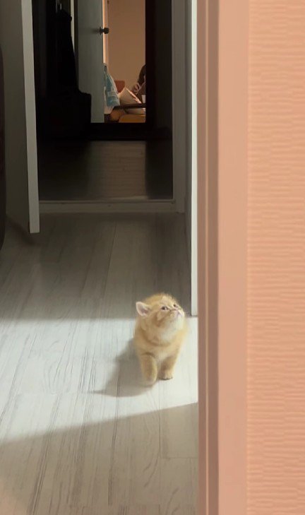 上を見る子猫