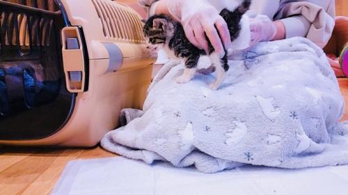 ママにトイレのお世話をしてもらう子猫