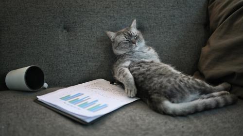 ソファで寝る猫