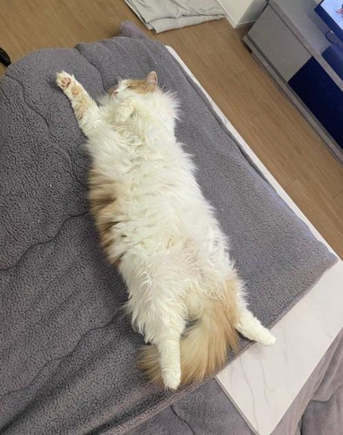 こたつの上が気に入った猫