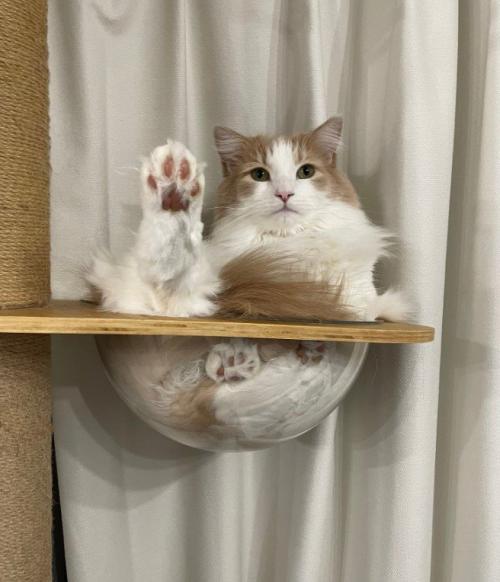 ボウルに入っている猫