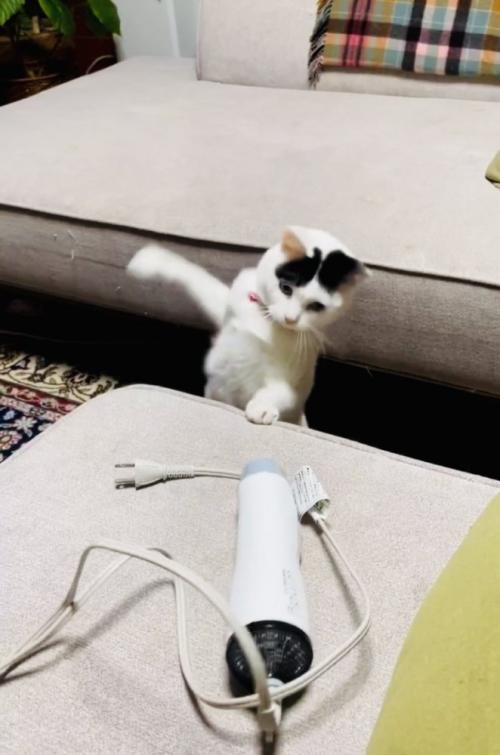 ドライヤーにパンチする三毛猫