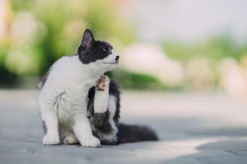 かゆそうにする白黒猫