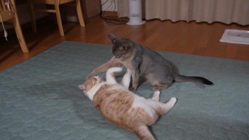 猫パンチする猫