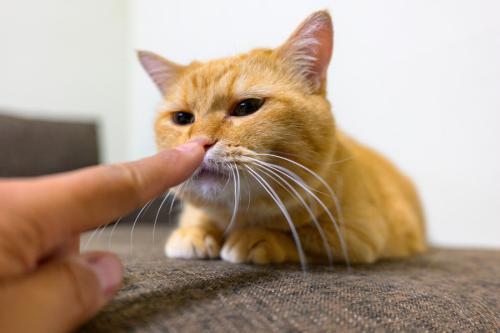 人の指に鼻を近づける猫