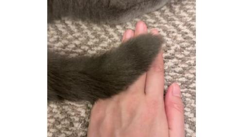 猫の尻尾