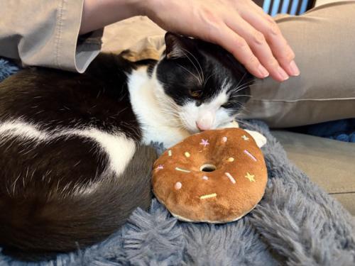 撫でられる猫