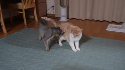 近くにいる2匹の猫