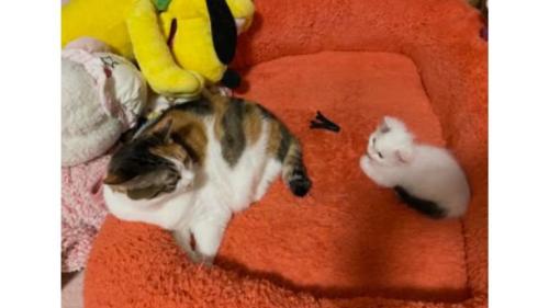 並んでいる2匹の猫
