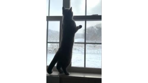 室内にいる猫