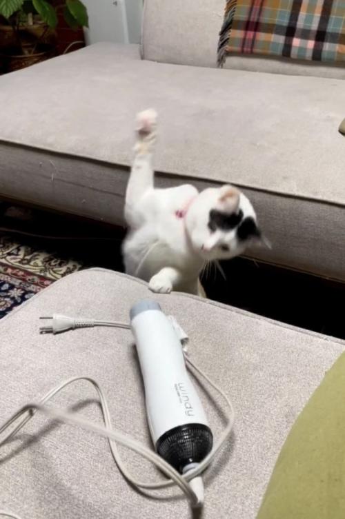 ドライヤーにパンチする三毛猫