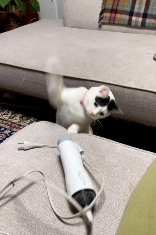 ドライヤーにパンチする三毛猫
