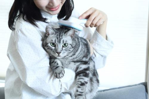 飼い主にブラッシングしてもらうアメショ