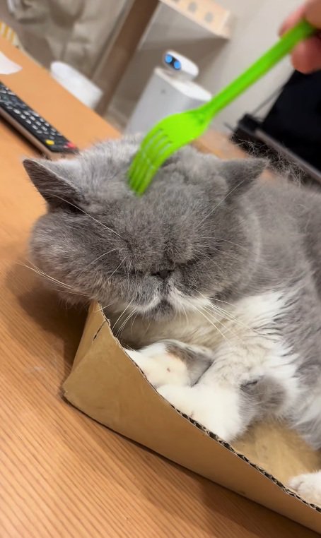 寝そうな猫