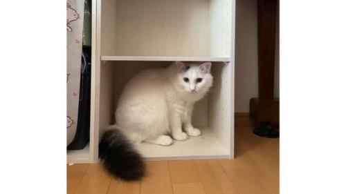 室内にいる猫