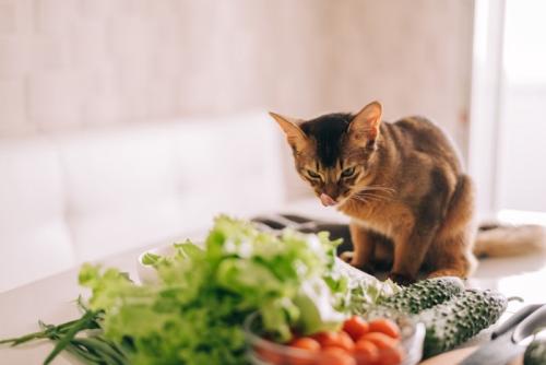 野菜を見つめる猫