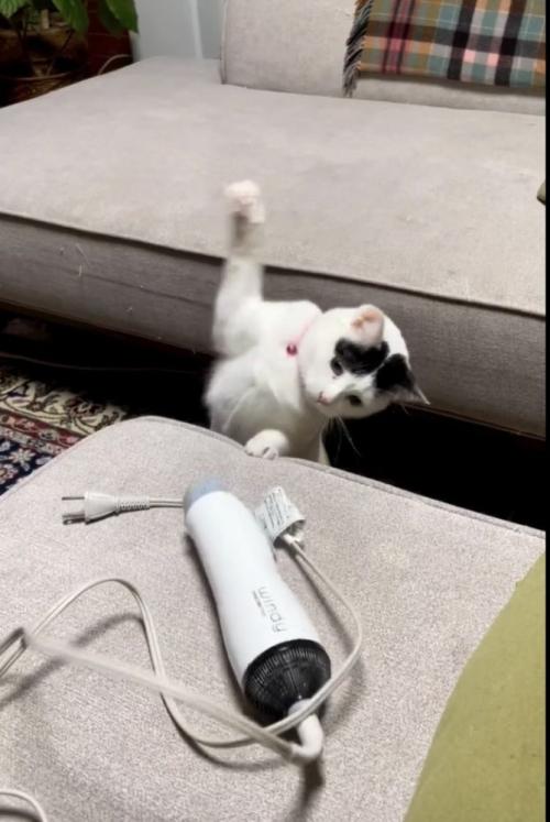 ドライヤーにパンチする三毛猫