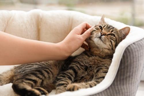 猫の顔を撫でる