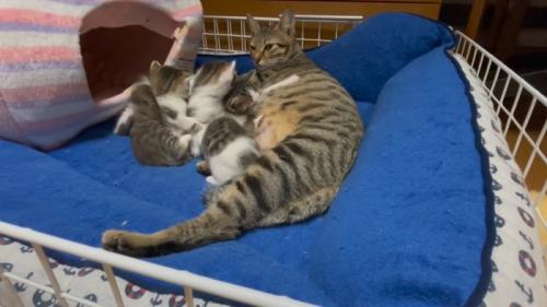 子猫と母猫