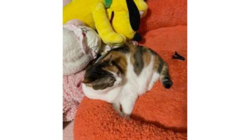 座っている三毛猫