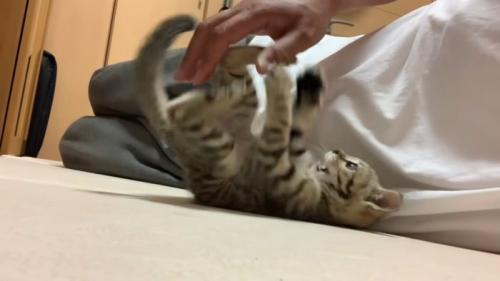 仰向けの子猫