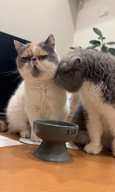 2匹の猫