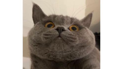 室内にいる猫