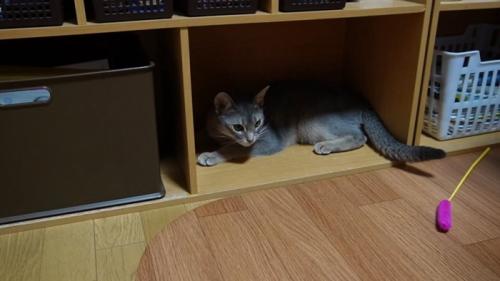 収納家具の棚にいる猫