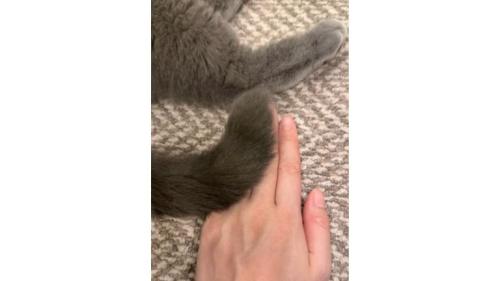 猫の尻尾
