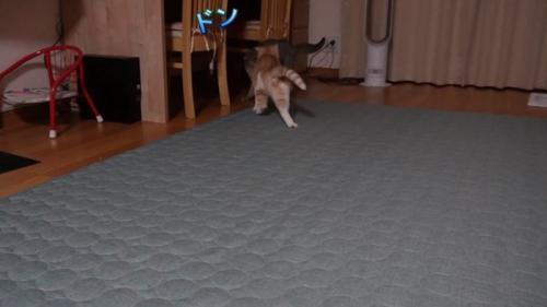 詰められるグレーの猫