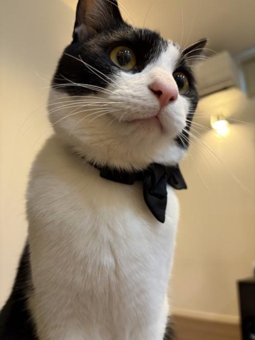 凛々しい猫