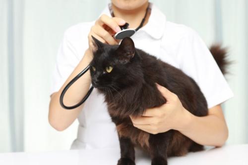 診察中の猫