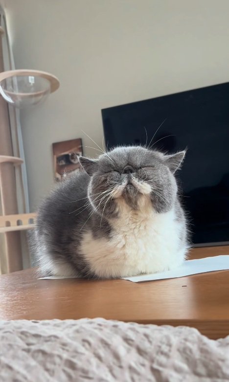 座る猫