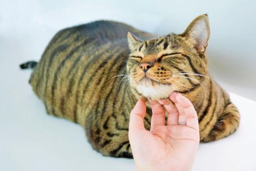目を細める猫
