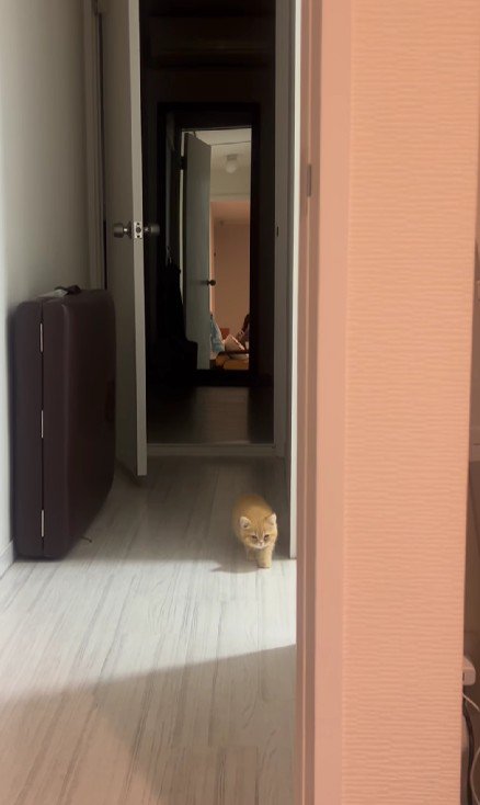 少しずつ近づいてくる子猫