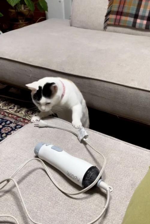 ドライヤーのコンセントの様子を伺う三毛猫