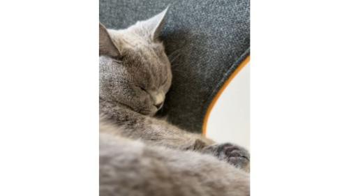 室内にいる猫