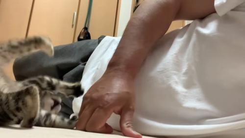 転ぶ子猫
