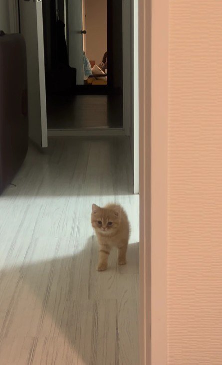 足を止める子猫