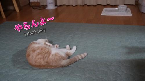 寝そべる猫