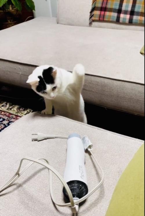 ドライヤーにパンチする三毛猫