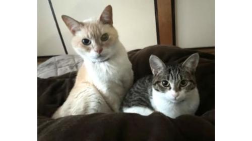 室内にいる猫