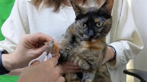 爪切りをされるサビ猫