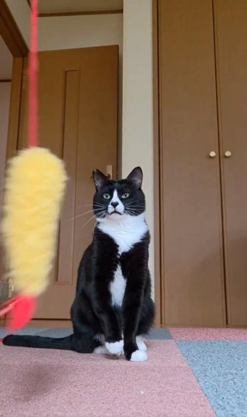 集中する猫