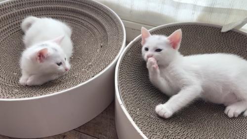爪とぎの上に乗る子猫