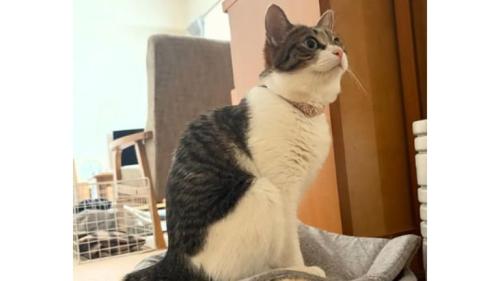 猫の上に乗っている猫