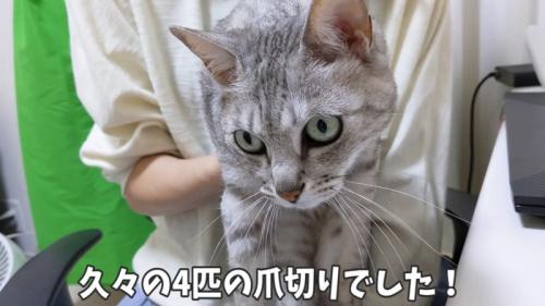 猫の顔