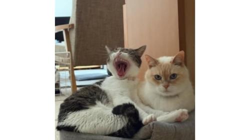 室内にいる猫