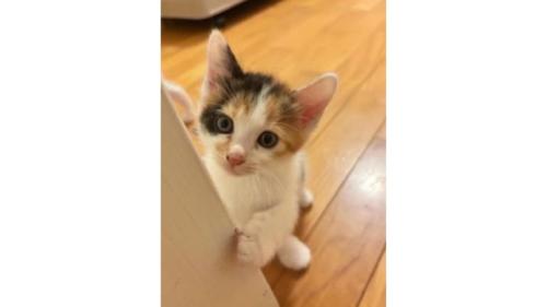 室内にいる猫